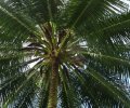 Le fameux palmier des iles paradisiaques